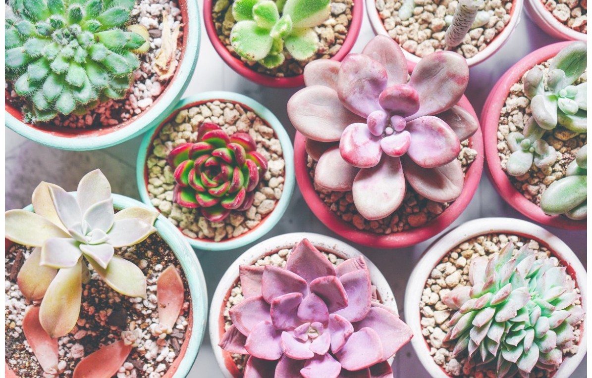 Benessere delle Piante Grasse: Cura, Irrigazione e Consigli Utili